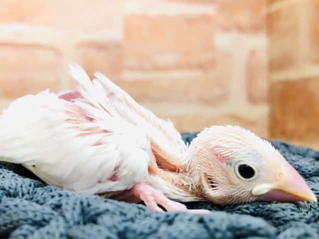 純白ボディ　白文鳥　R４　９／２２撮影
