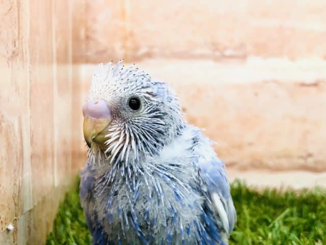人気のスパングルです　セキセイインコ　スパングル　R４　９／２２撮影