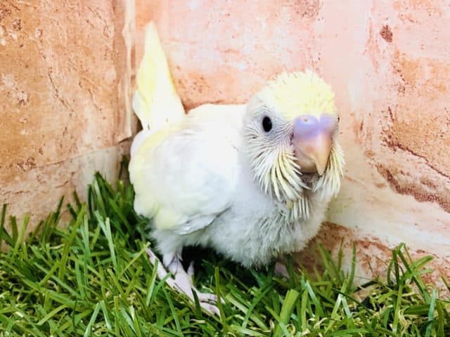 クリームカラーが再び！　セキセイインコ　クリーム　R４　９／２２撮影
