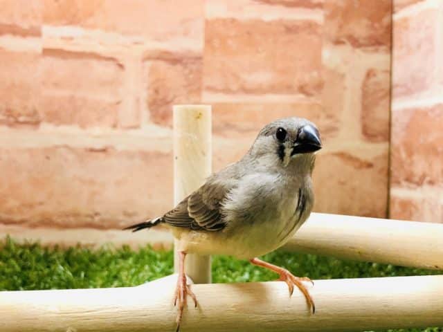 キンカチョウが選び放題１　キンカチョウ　ノーマル　R４　９／６撮影