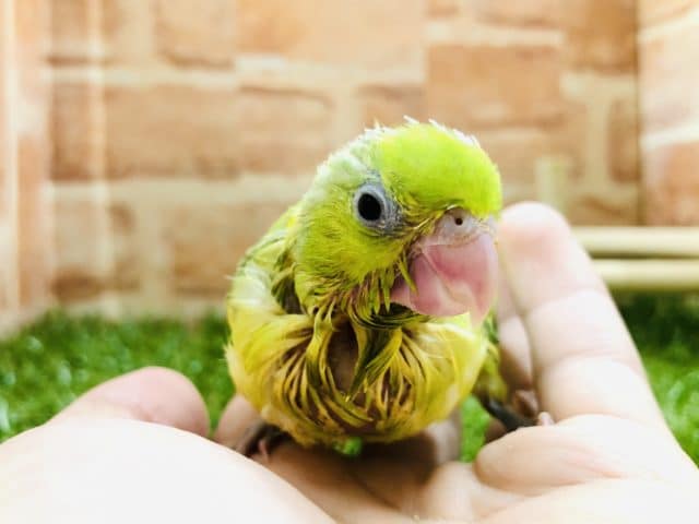 ノーマルカラー？　マメルリハインコ　パイド女の子　R４　９／６撮影