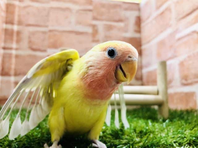 【コザクラ祭り！】コザクラインコ　ゴールデンチェリー入舎です！　Ｒ４　９／９撮影