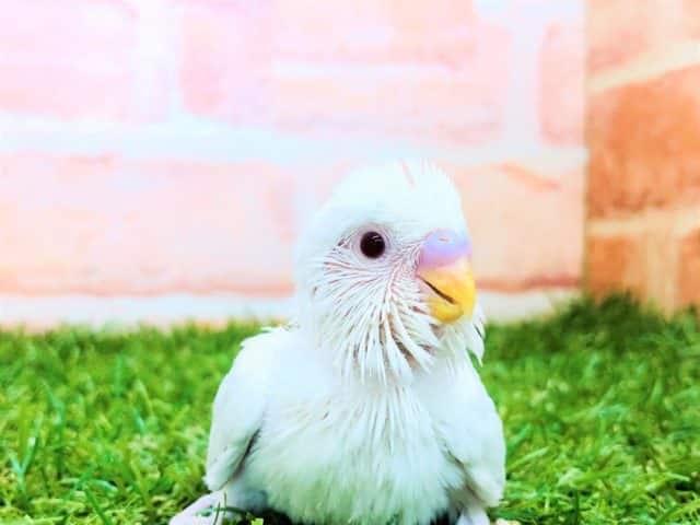 人気の白です　セキセイインコ　アルビノ　R４　９／２８撮影