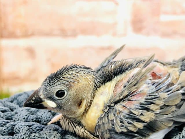 文鳥さんのお迎えは今！　桜文鳥　R４　９／２８撮影