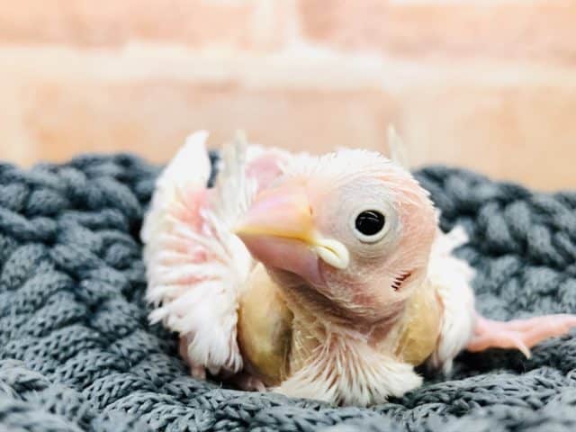 文鳥総選挙1位！　白文鳥　R４　９／２８撮影