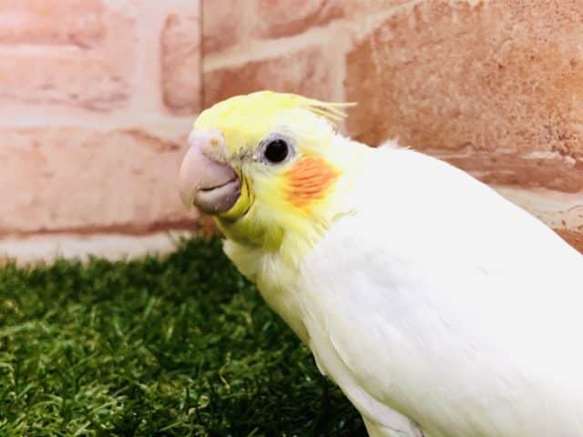 久しぶりの入舎です　オカメインコ　ルチノー　R４　９／２２撮影