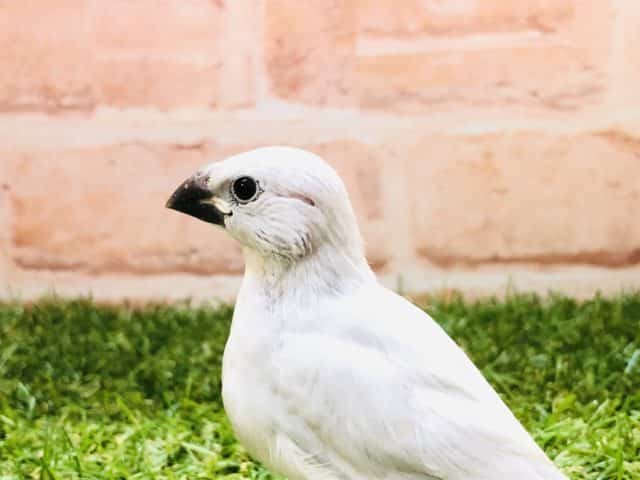 やっっっと入舎です！　シルバー文鳥　Ｒ４　９／２２撮影