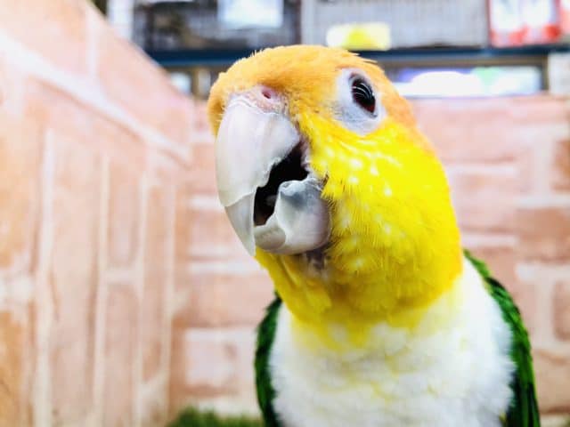 大人気インコちゃん　シロハラインコ　R４　６／２２撮影