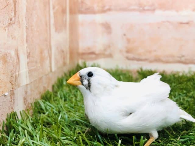 シルバー文鳥に負けない激渋カラー　キンカチョウ　シルバー　R４　８／２４撮影