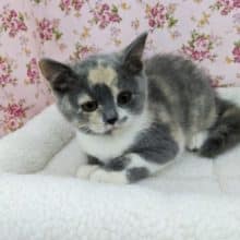 ごろにゃんガール☆ブリティッシュショートヘア・女の子！