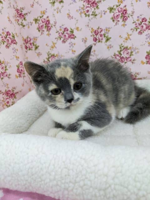 ごろにゃんガール☆ブリティッシュショートヘア・女の子！