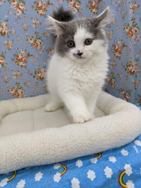 ホワホワ毛並み☆マンチカン・男の子！