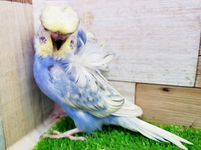 最新画像更新☆ゴージャスな羽衣セキセイインコ♡