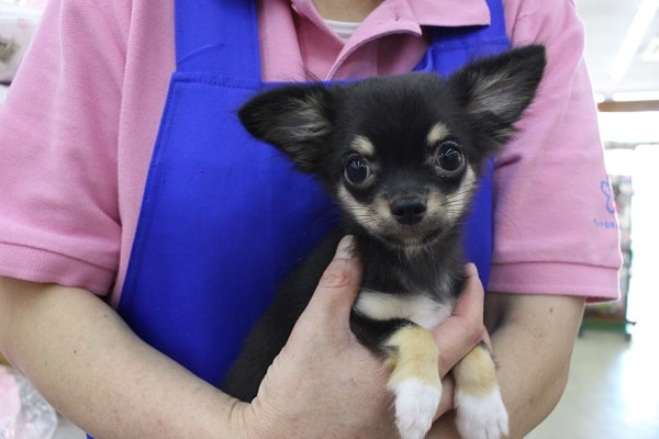 最新画像更新だよ☆チワワ・女の子！