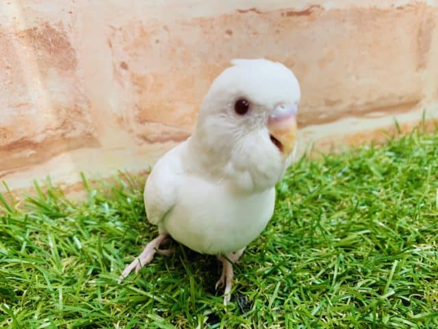 美白の頂点！！　セキセイインコ　アルビノ　入舎です！！　Ｒ４　９／２撮影
