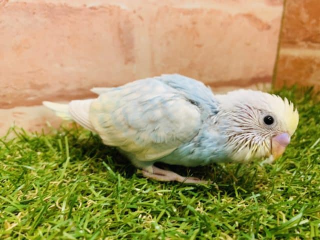 大人気カラー！！　セキセイインコ　パステルレインボー②入舎です！　Ｒ４　９／２撮影