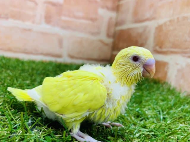 綺麗なイエローカラー　セキセイインコ　ルチノー入舎です！！　Ｒ４　９／２撮影