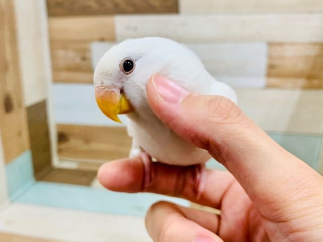 べたなれになってきました♡コザクラインコ(バイオレットイノ)さん☆
