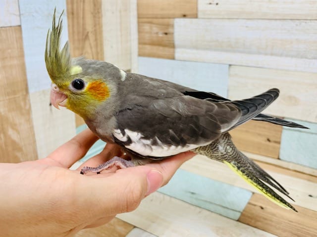 なでなですると手に寄り添います♡オカメインコ(ノーマル)さん☆