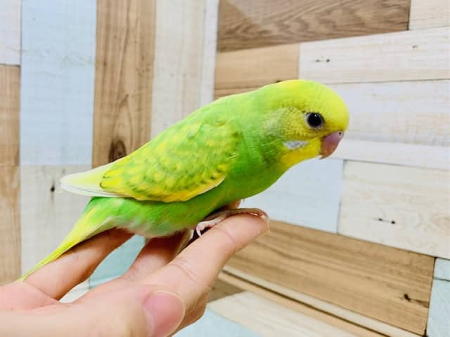 レモンライムカラーが生えそろいました☆セキセイインコ(スパングルパイド)さん！！
