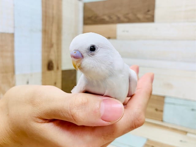 所々淡いブルーが♡セキセイインコ(ダブルファクター)さん！