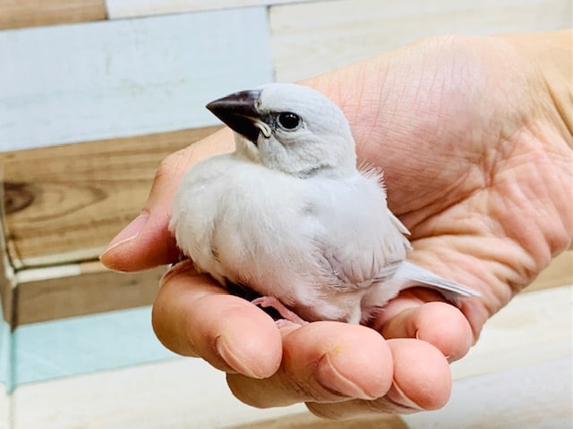 ケースを開けると出てきてくれます♪シルバー文鳥さん☆
