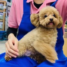 もこもこカーリー♡小柄なトイプードルちゃん♪