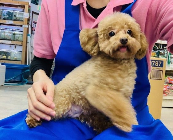 もこもこカーリー♡小柄なトイプードルちゃん♪