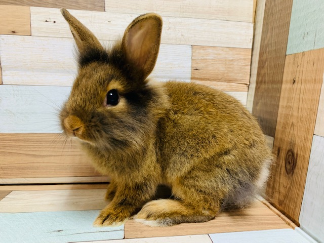 もふもふのふわふわ♡ライオンラビットちゃん♡