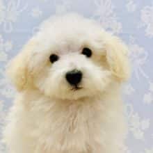白くまに変身?!トイプードルくん☆