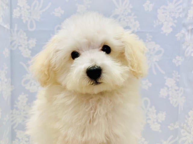 白くまに変身?!トイプードルくん☆