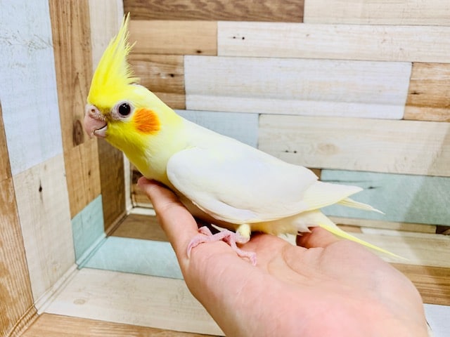 むちむち♡人気の白オカメ♪オカメインコ(ルチノー)さん☆