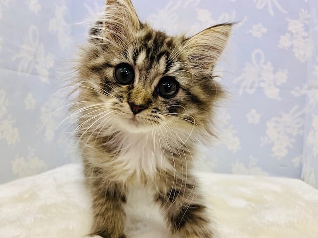 当店生まれ♪幼さがなくなりイケメンに☆ミックス猫(サイベリアン×チンチラ)くん！！