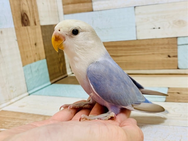 アピールが可愛すぎます♡コザクラインコ(ブルーバイオレットシナモンオパーリン)さん！！