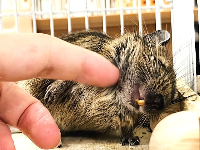 好奇心溢れてます！！デグー(ノーマル)女の子