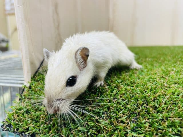 白？クリーム？ほどよく混ざり合っています(*´∀｀*) ジャービル　女の子