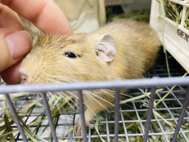 最新画像になりますよ！！とことこ歩きまわるの大好き！　デグー　サンド