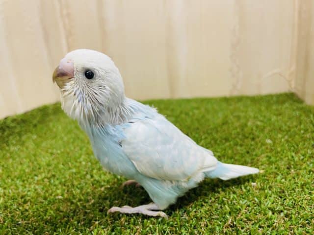 必見‼️ お空のようなセキセイさん！　セキセイインコ　スパングル