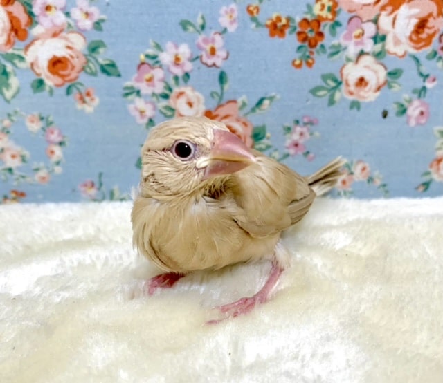 シナモン文鳥 ‪‪🐥 10/11