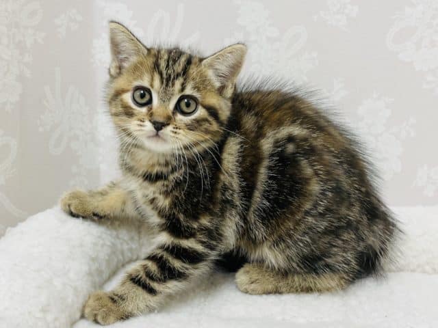 ちょっぴり恥ずかしがり屋さんの激かわマンチカンちゃん💗