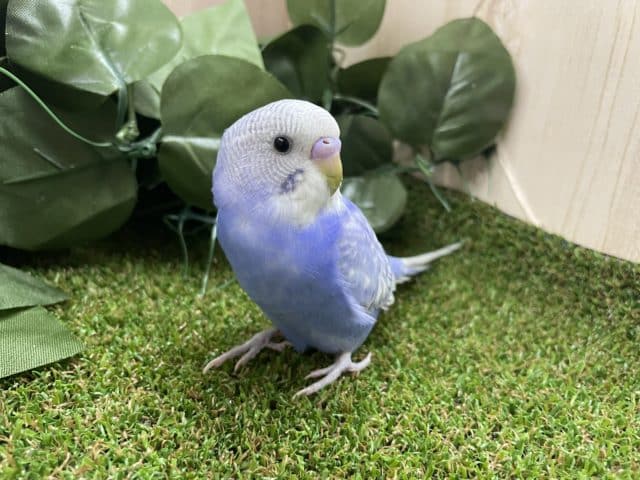 最新画像になりますよ！！いまどきどきどきキュートなセキセイさん！　セキセイインコ　ブルースパングル