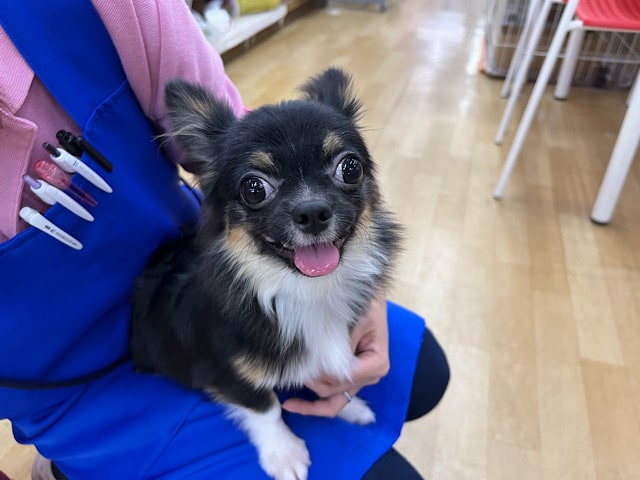 最新画像！　かまって下さい💛　チワワ（ブラックタン＆ホワイト）男の子☆　2022年４月5日生まれ