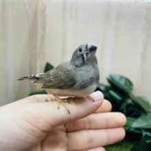 最新画像になりますよ〜！！　まめちゃん　仲良くやってきました～！！　キンカチョウ　ノーマル