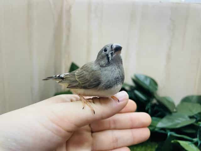 最新画像になりますよ〜！！　まめちゃん　仲良くやってきました～！！　キンカチョウ　ノーマル