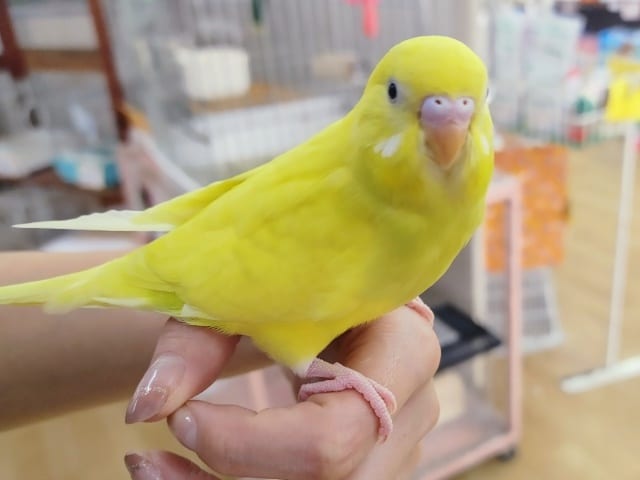 最新画像更新❤黒目だよ☆ダブルファクターイエロー☆