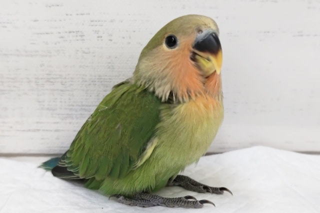 人気のコザクラさん～🌸　コザクラインコ(ノーマル)