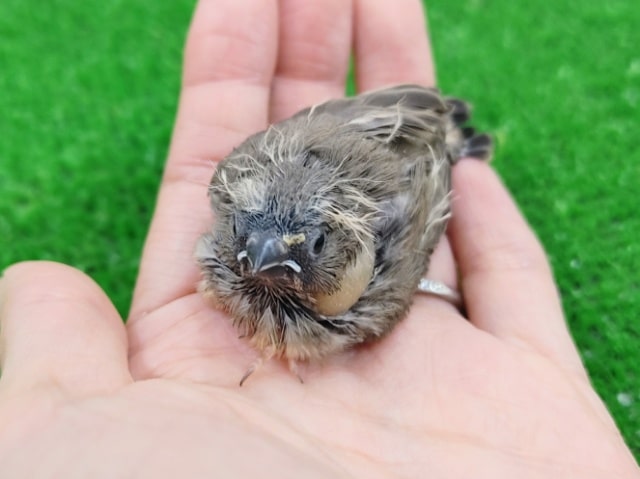 最新画像更新☆キンカチョウのヒナ入荷しました〜❤