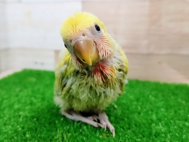 コザクラインコさん(シナモン)のヒナ入荷しました〜❤