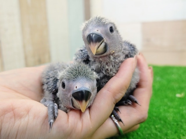 コザクラインコさん(ブルーチェリー)のヒナ2羽入荷しました〜❤