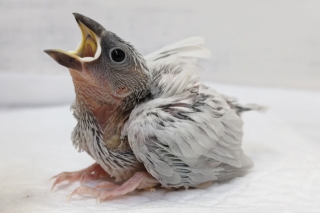 ギラッと人気カラー🐣　シルバー文鳥